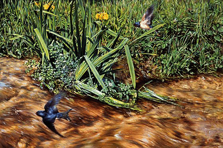 Swallows & Mayflies